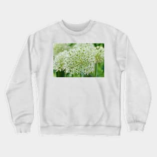 Allium karataviense  &#39;Ivory Queen&#39;  Kara Tau garlic Crewneck Sweatshirt